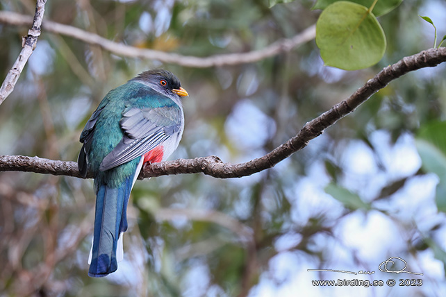 HISPANIOLAN TROGON (Priotelus roseigaster) - stor bild / full size