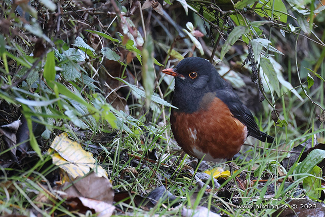 LA SELLE THRUSH (Turdus swalesi) - stor bild / full size