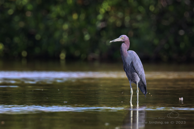 LITTE BLUE HERON (Egretta caerulea) - stor bild / full size