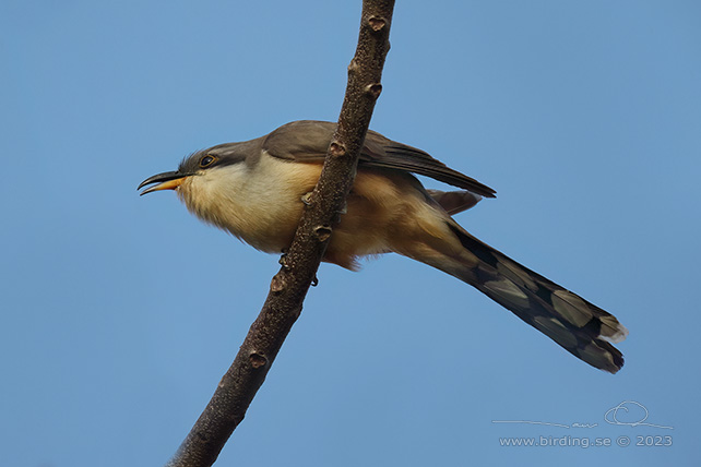 MANGROVE CUCKOO (Coccyzus minor) - stor bild / full size