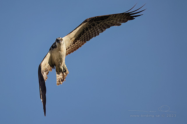 OSPREY (Pandion haliaetus ridgwayi) - stor bild / full size