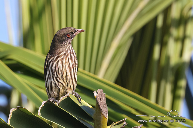 PALMCHAT (Dulus dominicus) - stor bild / full size