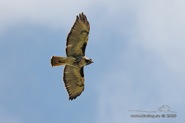 RED-TAILED HAWK (Buteo jamaicensis) - stor bild / full size