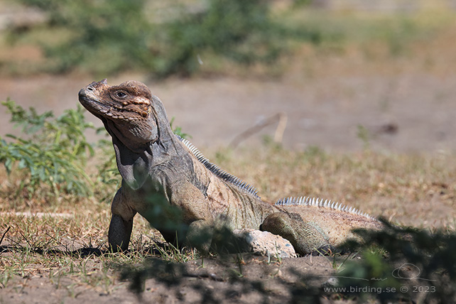 HISPANIOLAN RHINOCEROS IGUANA (Cyclura cornuta) - stor bild / full size