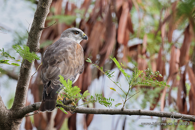 RIDGWAY'S HAWK (Buteo ridgwayi) - stor bild / full size