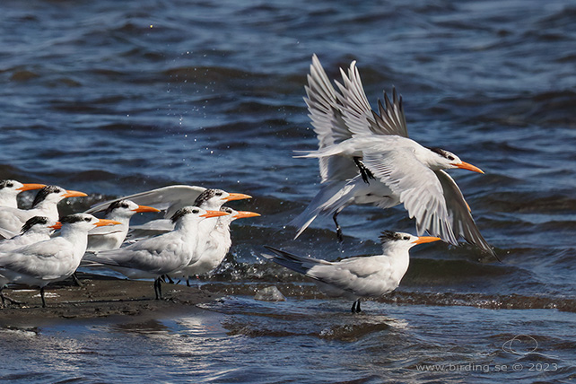 ROYAL TERN (Thalasseus maximus) - stor bild / full size
