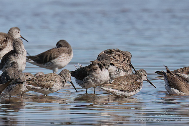 STILT SANDPIPER (Calidris himantopus) - stor bild / full size