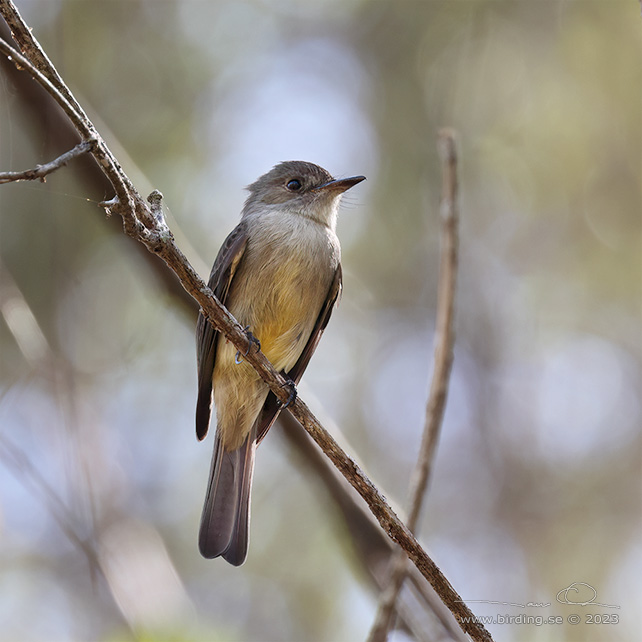 STOLID FLYCATCHER (Myiarchus stolidus) - stor bild / full size