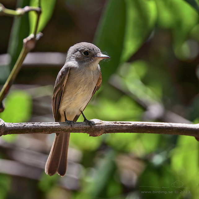STOLID FLYCATCHER (Myiarchus stolidus) - stor bild / full size