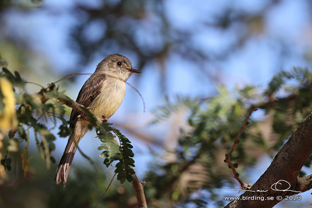 STOLID FLYCATCHER (Myiarchus stolidus) - stor bild / full size