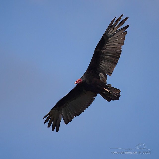 TURKEY VULTURE (Cathartes aura) - stor bild / full size