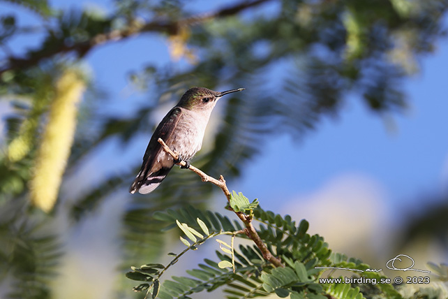 VERVAIN HUMMINGBIRD (Mellisuga minima) - stor bild / full size