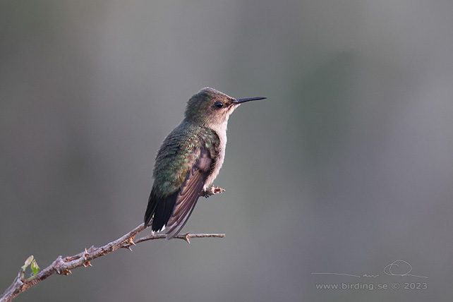 VERVAIN HUMMINGBIRD (Mellisuga minima) - stor bild / full size