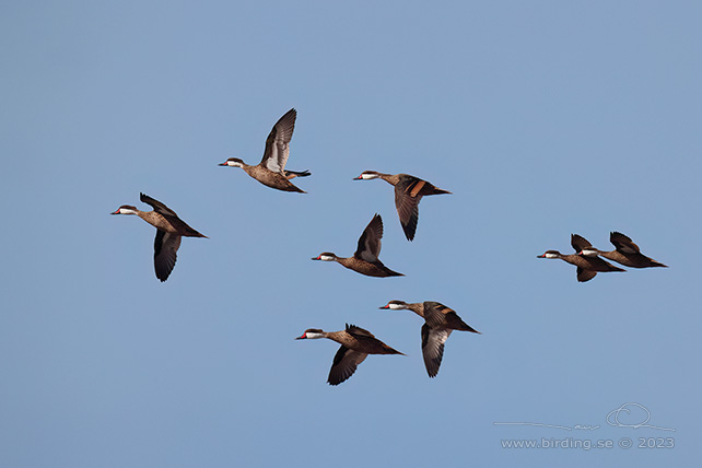 WHITE-CHEEKED PINTAIL (Anas bahamensis) - stor bild / full size