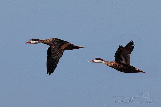 WHITE-CHEEKED PINTAIL (Anas bahamensis) - stor bild / full size