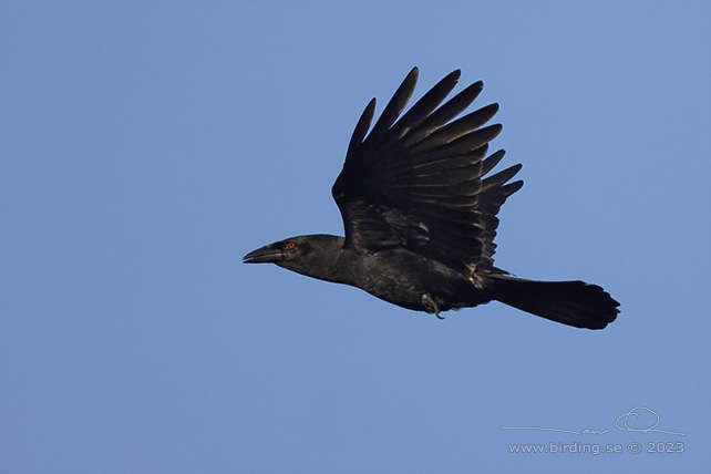 WHITE-NECKED CROW (Corvus leucognaphalus) - stor bild / full size