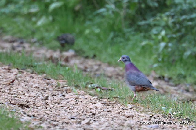 WHITE-FRONTED QUAIL-DOVE (Geotrygon leucometopia) - stor bild / full size