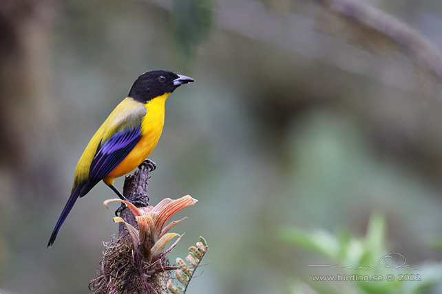 BLACK-CHINNED MOUNTAIN TANAGER (Anisognathus notabilis) - Stäng / close
