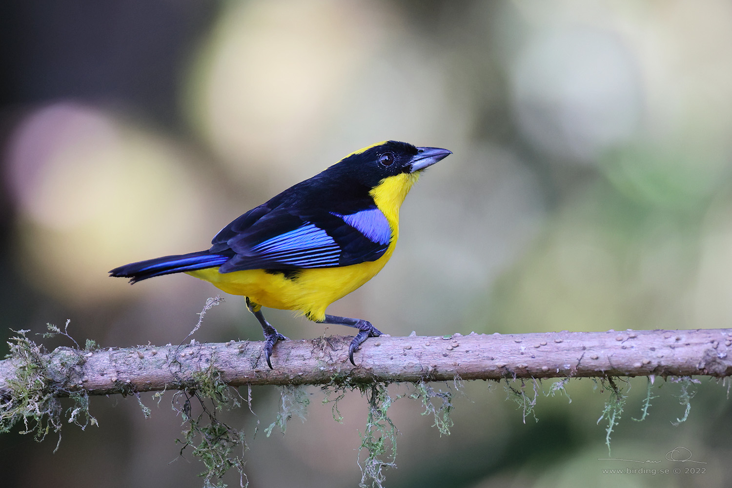 BLUE-WINGED MOUNTAIN TANAGER (Anisognathus somptuosus) - Stäng / close