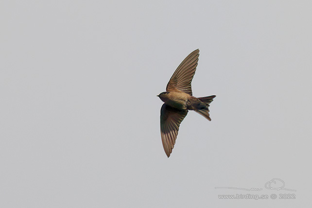 BROWN-BELLIED SWALLOW (Orochelidon murina) - Stäng / close