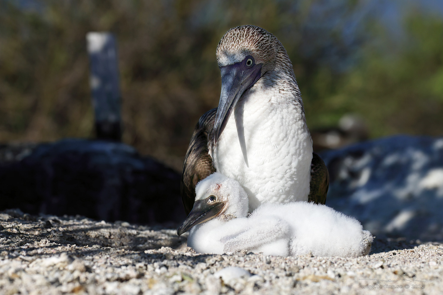 BLUE-FOOTED BOOBY (Sula nebouxii) - Stäng / close