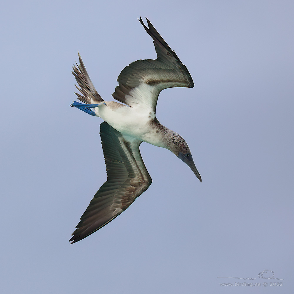 BLUE-FOOTED BOOBY (Sula nebouxii) - Stäng / close
