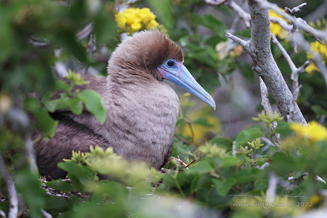 RED-FOOTED BOOBY (Sula sula) - stor bild / full size