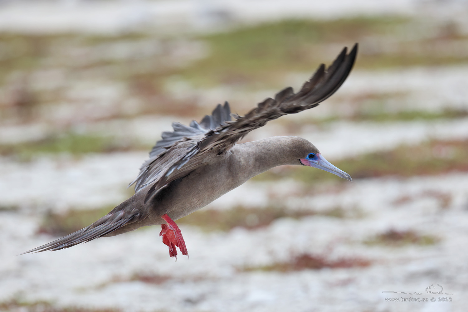 RED-FOOTED BOOBY (Sula sula) - Stäng / close
