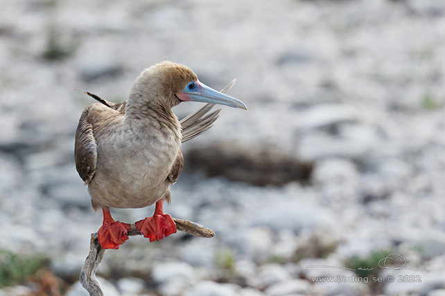 RED-FOOTED BOOBY (Sula sula) - stor bild / full size