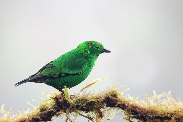 GLISTENING-GREEN TANAGER (Chlorochrysa phoenicotis) - Stäng / close