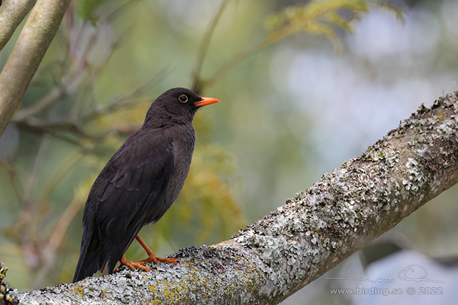 GREAT THRUSH (Turdus fuscater) - Stäng / close