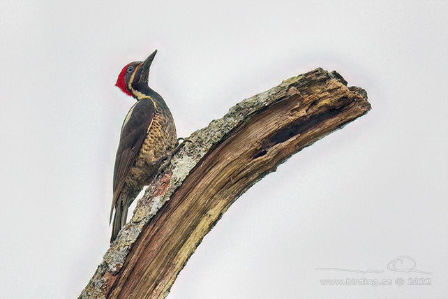 LINEATED WOODPECKER (Dryocopus lineatus) - Stäng / close