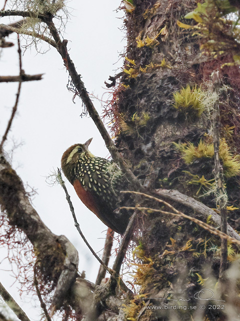 PEARLED TREERUNNER (Margarornis squamiger) - Stäng / close