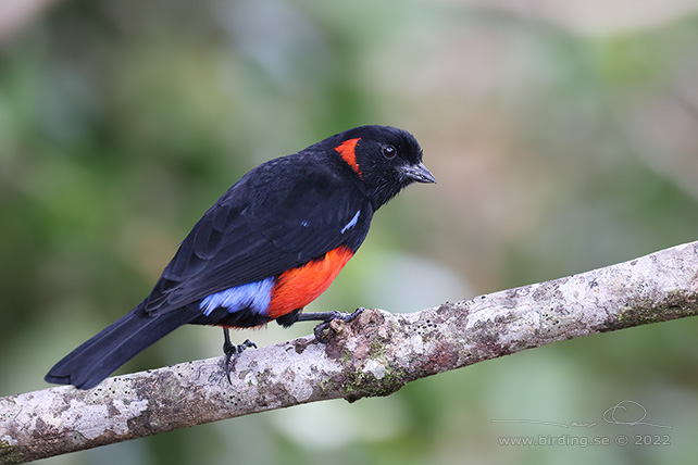 SCARLET-BELLIED MOUNTAIN TANAGER (Anisognathus igniventris) - Stäng / close