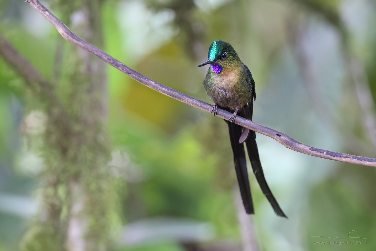 VIOLET-TAILED SYLPH (Aglaiocercus coelestis) - Stäng / close