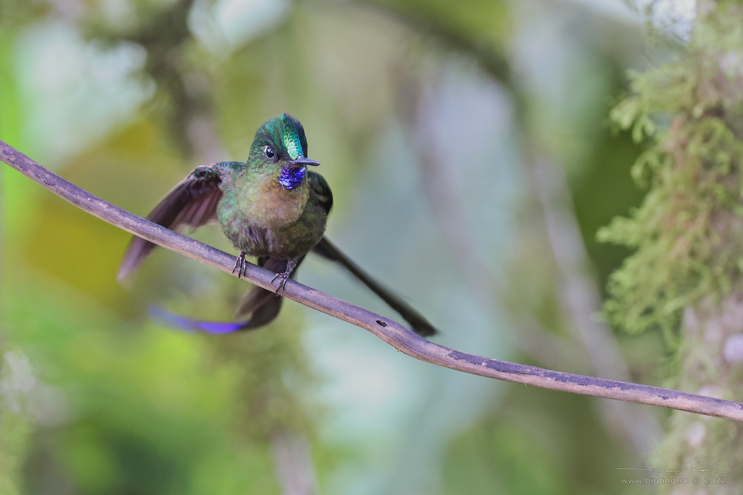 VIOLET-TAILED SYLPH (Aglaiocercus coelestis) - Stäng / close