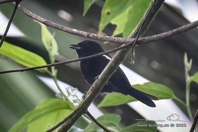 WHITE-SHOULDERED TANAGER (Loriotus luctuosus) - Stäng / close