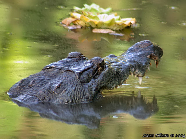 NILE CROCODILE (Crocodylus niloticus)