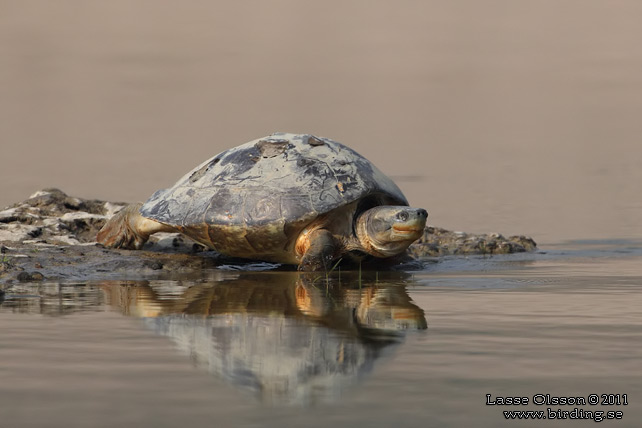 NORTHERN RIVER TERRAPIN (Batagur baska) - stor bild / full size