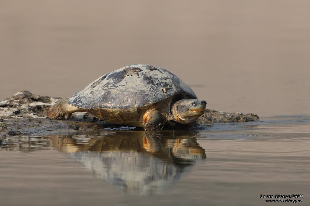 NORTHERN RIVER TERRAPIN (Batagur baska) - Stäng / close