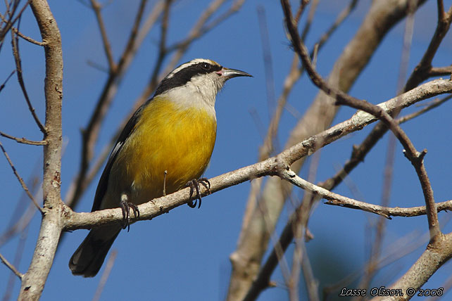 COZUMEL BANANAQUIT (Coereba flaveola ssp. caboti)