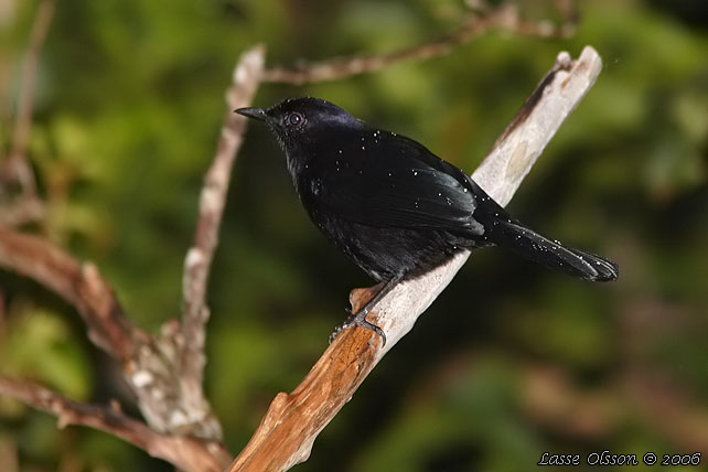 BLACK CATBIRD (Melanoptila glabrirostris)