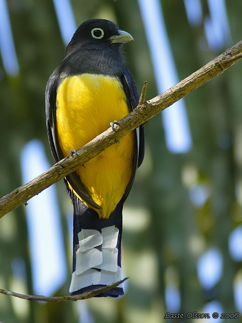 BLACK-HEADED TROGON (Trogon melanocephalus)