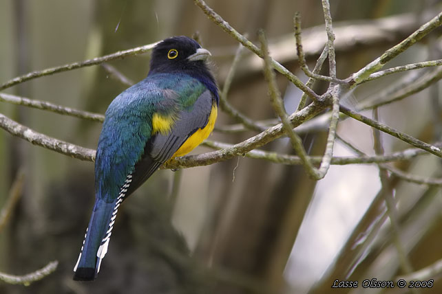 BLACK-HEADED TROGON (Trogon melanocephalus)