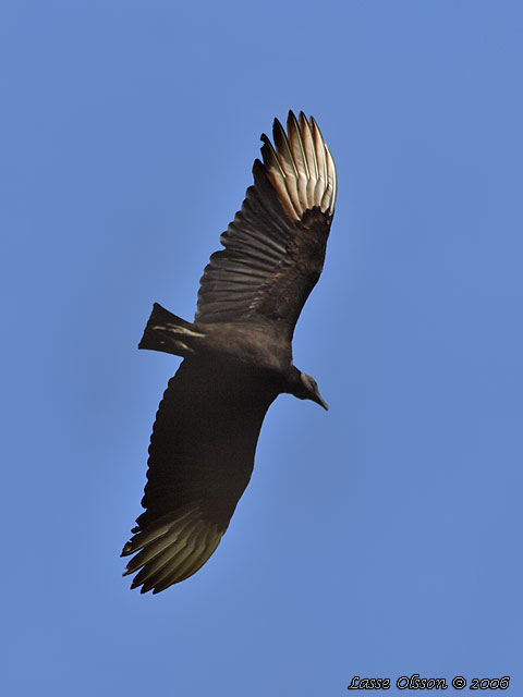 BLACK VULTURE (Coragyps atratus)