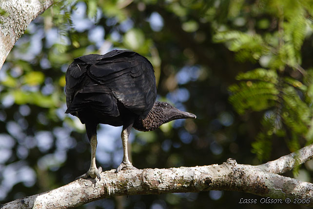 BLACK VULTURE (Coragyps atratus)