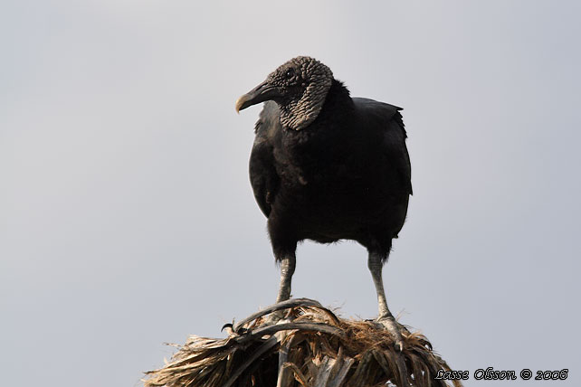 BLACK VULTURE (Coragyps atratus)