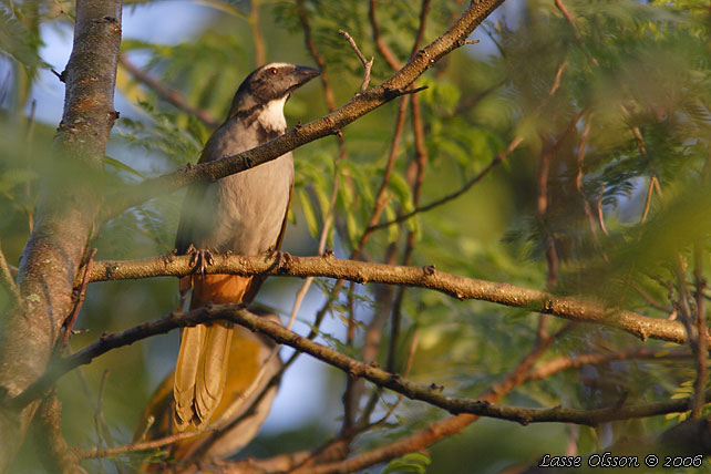 BLACK-HEADED SALTATOR (Saltator atriceps)