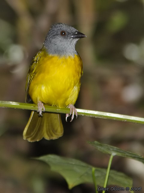 GREY-HEADED TANAGER (Eucometis penicillata)