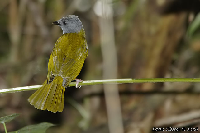 GREY-HEADED TANAGER (Eucometis penicillata)